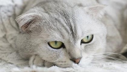 开云-比肩传奇！东契奇三月总得分破600分 1987年乔丹后首人